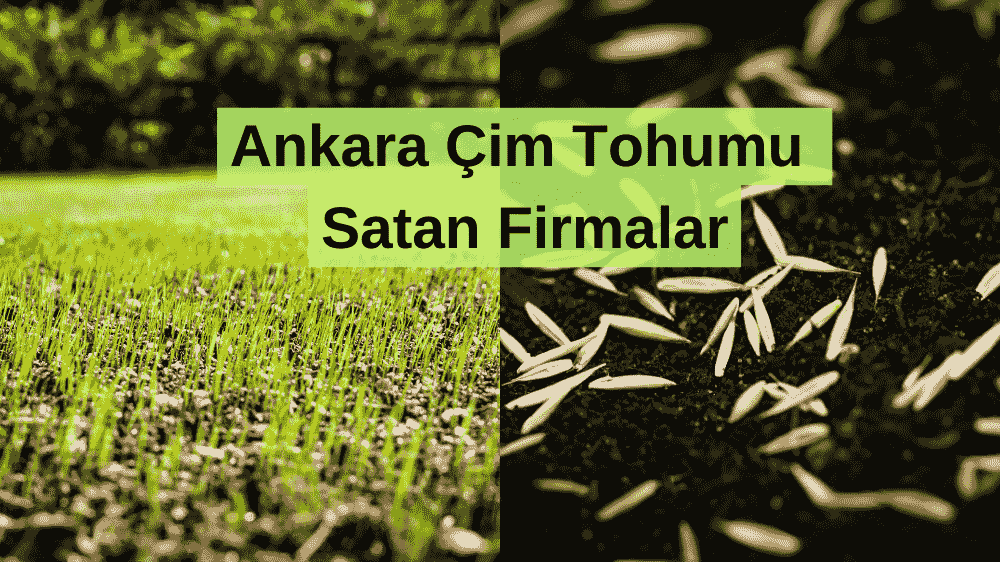 Ankara Çim Tohumu Satan Firmalar