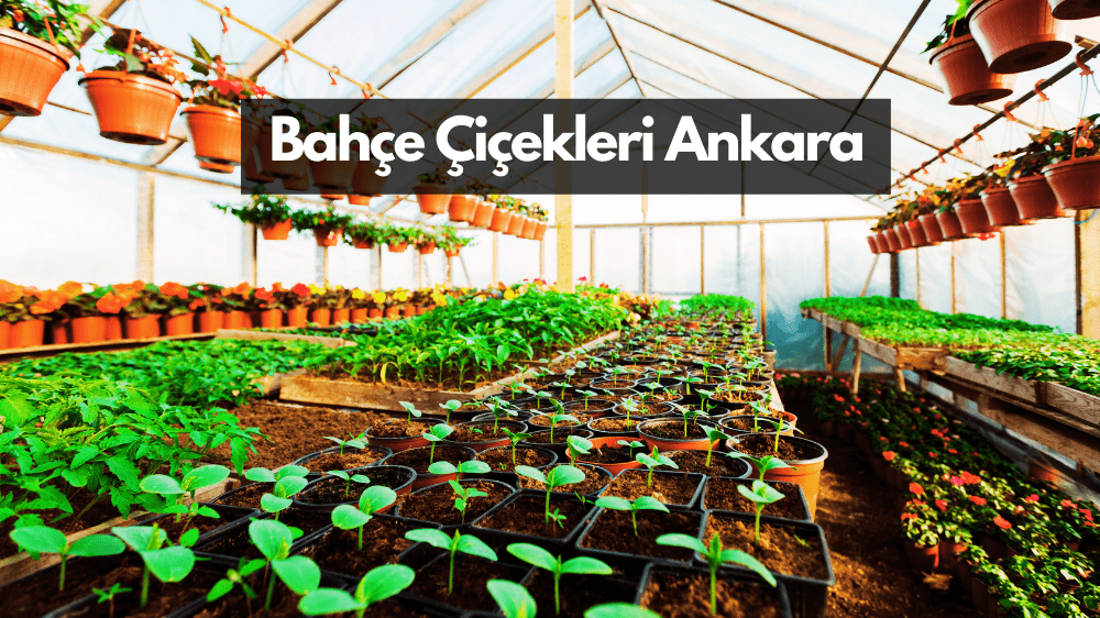 Bahçe Çiçek Fiyatları Ankara - Ankara Bahçe çiçek satışı Dikme ustası